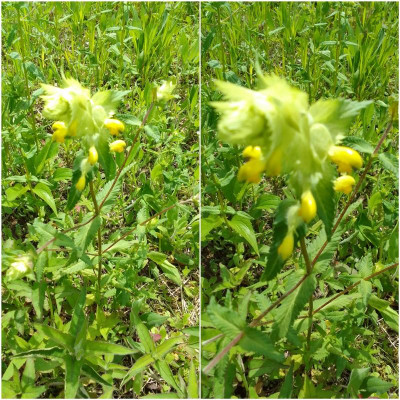 Wiesenblume.jpg