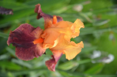 D8801.JPG