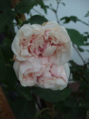 sdlm-4eck_2008.jpg