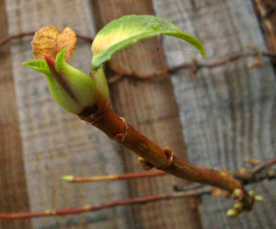 Hydrangea_Knospe.jpg