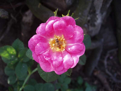 rosarubiginosaduplex_2008.jpg