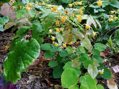 Epimedium Moonlight mit Amber Queen.jpg