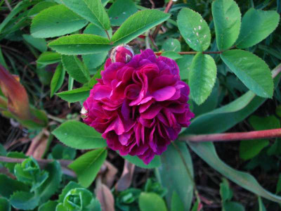 centifoliaafleursdoublesviolette_2008.jpg