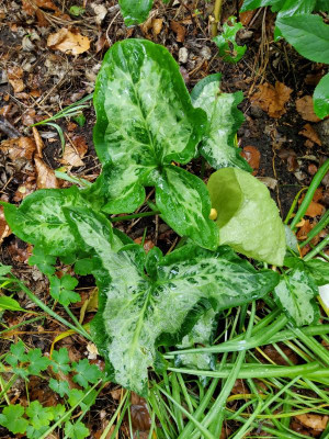 Arum italicum Streaked Spectre.jpg