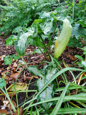 Arum italicum Streaked Spectre 1.jpg