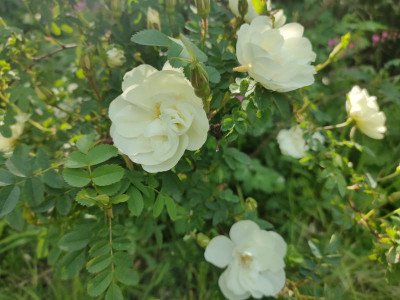 IMG20230521160309.jpg