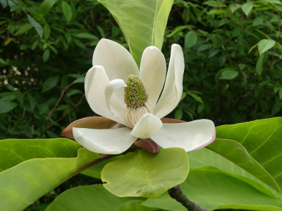 2023-05-21 Magnolia obovata 1.jpg
