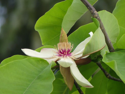 2023-05-21 Magnolia obovata 3.jpg