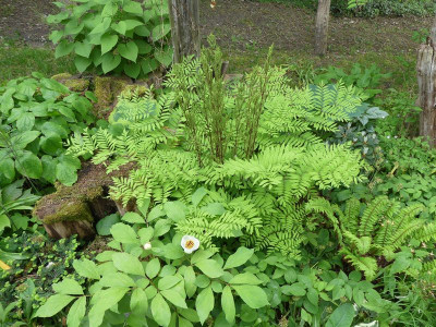 2023-05-21 Garteneinblick Osmunda.jpg