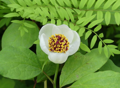 2023-05-21 Paeonia obovata 3.jpg