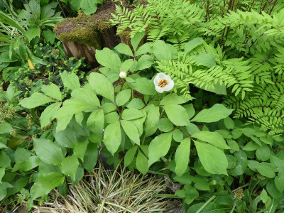 2023-05-21 Paeonia obovata 1.jpg