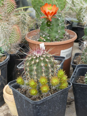 2023-05-21 Kakteen Echinocereus viridiflorus.jpg