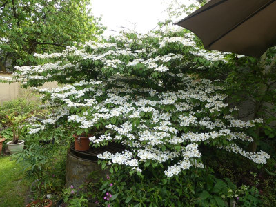 2023-05-21 Viburnum plicatus.jpg