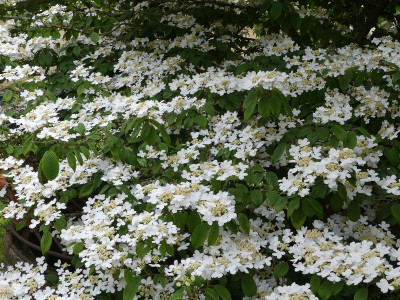 2023-05-21 Viburnum plicatus 2.jpg
