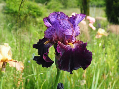 One of a Kind 2010 Paul Black P5210037.JPG