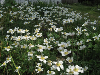 IMG_9769_Anemone_sylvestris_21Mai2023_.jpg