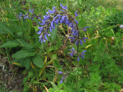 IMG_9763_Salvia_pratensis_21Mai2023_.jpg