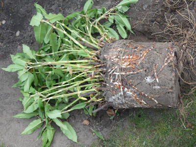 2023-05-21 Persicaria wallichii.jpg