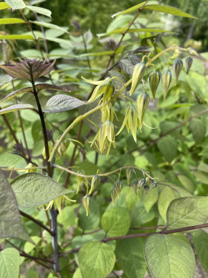 Decaisnea fargesii Blüte Mai 2023.jpg