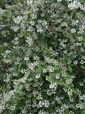 Deutzia magnifica Nancy Knospen Mai 2023.jpg