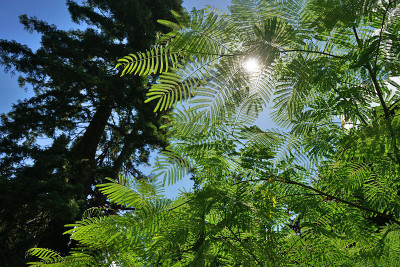 albizia_shadow.jpg