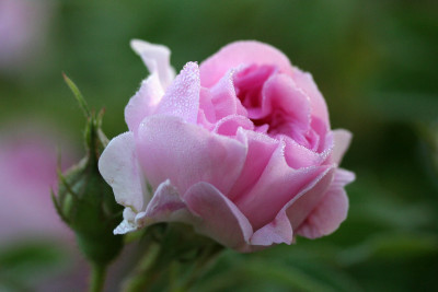 Blush-Damask-getropft.jpg