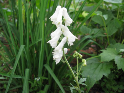 Aconitum septentrionale Ivorine.JPG