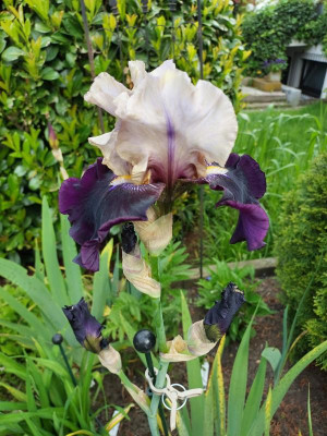 Iris unbekannt.jpg