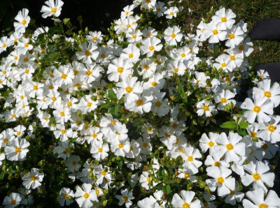 Cistus x hybridus x corbariensis.jpg