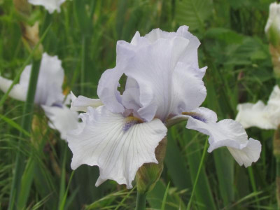 TB Margaret Viola White.JPG