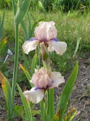 2023-05-22 Iris 'Concertina'.jpg