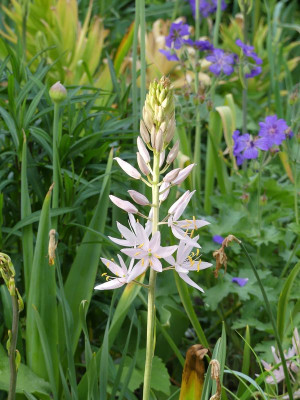 2023-05-22 Camassia leichtlinii 'Soft pink'.jpg