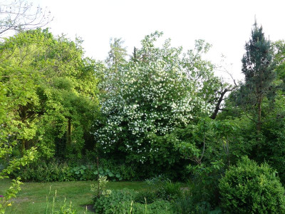 2023-05-20 Viburnum opulus 'Roseum' 1.jpg