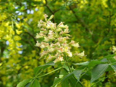 2023-05-22 Aesculus arnoldiana 'Autumn Splendor' 1.jpg