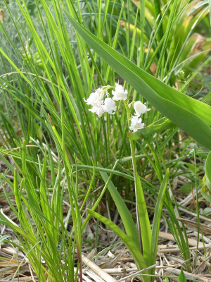 2023-05-22 Hyacinthoides x massartiana 'Meike'.jpg