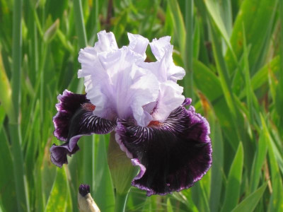 TB Salome´S Butterfly.JPG