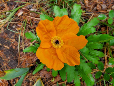 Papaver lateritium.jpg