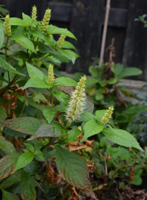 Leucosceptrum_japonicum .20-1.jpg