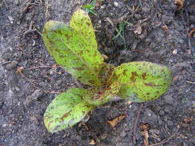 forellenschuss08.jpg