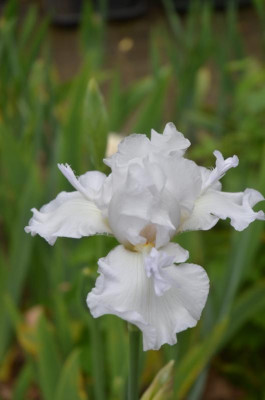 D8899.JPG