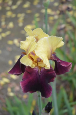 D8900.JPG