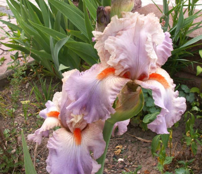 iris_val_de_loire.jpg