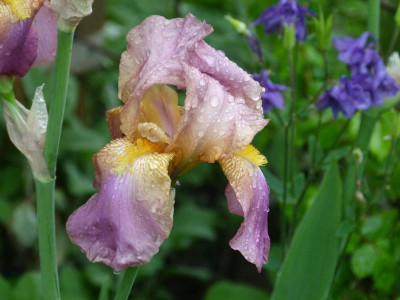 Iris namenlos von Blume.JPG