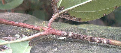 Viburnum_Triebschaden.jpg