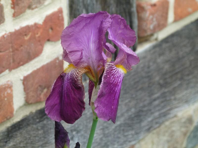 Iris namenlos von I.JPG