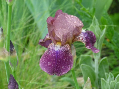 Iris historisch von Rosenwichtel.JPG