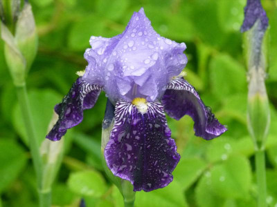 Iris barb. von O. vmtl. Rheintraube.JPG