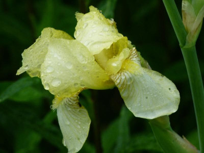Iris flavescens von O..JPG
