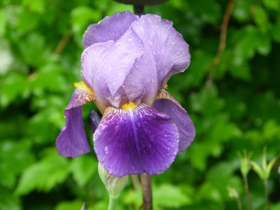 Iris 'Lent A. Williamson'.JPG