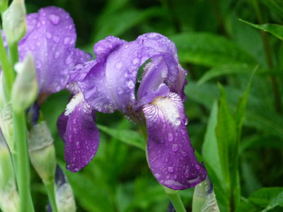 Iris von O. welche.JPG